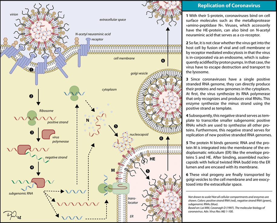 Coronavirus replication 1