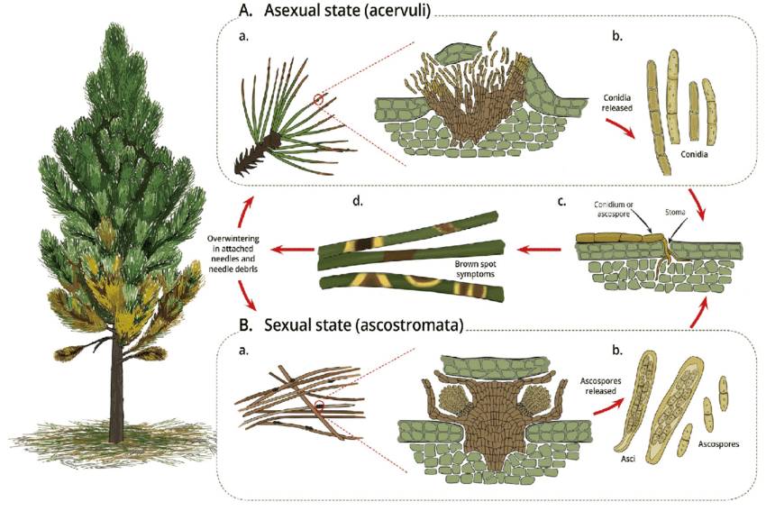 Pinus Plant Production and life Cycle 