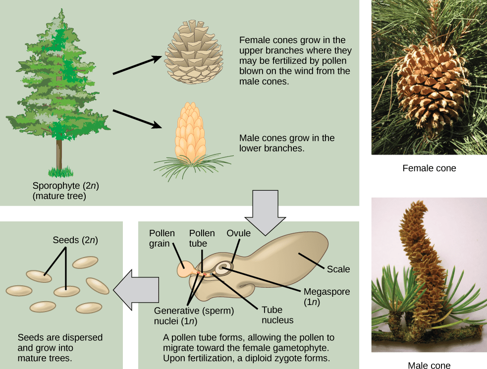 Life Cycle in Gymnosperm plants