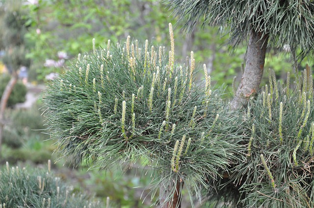 Ephedra General & Internal Structure