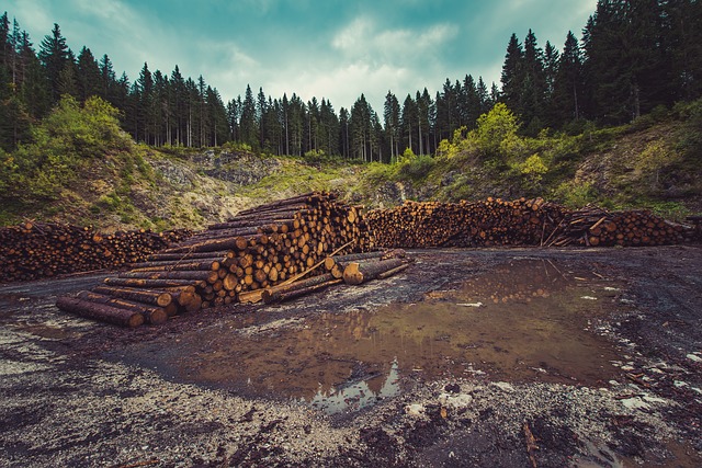 Economic importance of Gymnosperms as Medicine Food Oils Ornamental Industrial & Timber Use